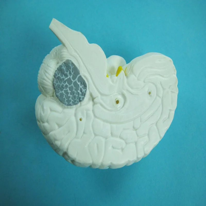 
Biology Education Equipment Anatomical Human Brain Model 