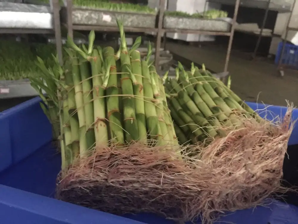 20cm straight lucky bamboo plant lucky bamboo cheap