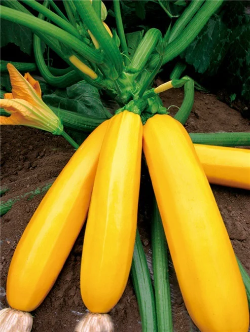 Good resistance high yield vegetable seeds hybrid f1 squash seeds