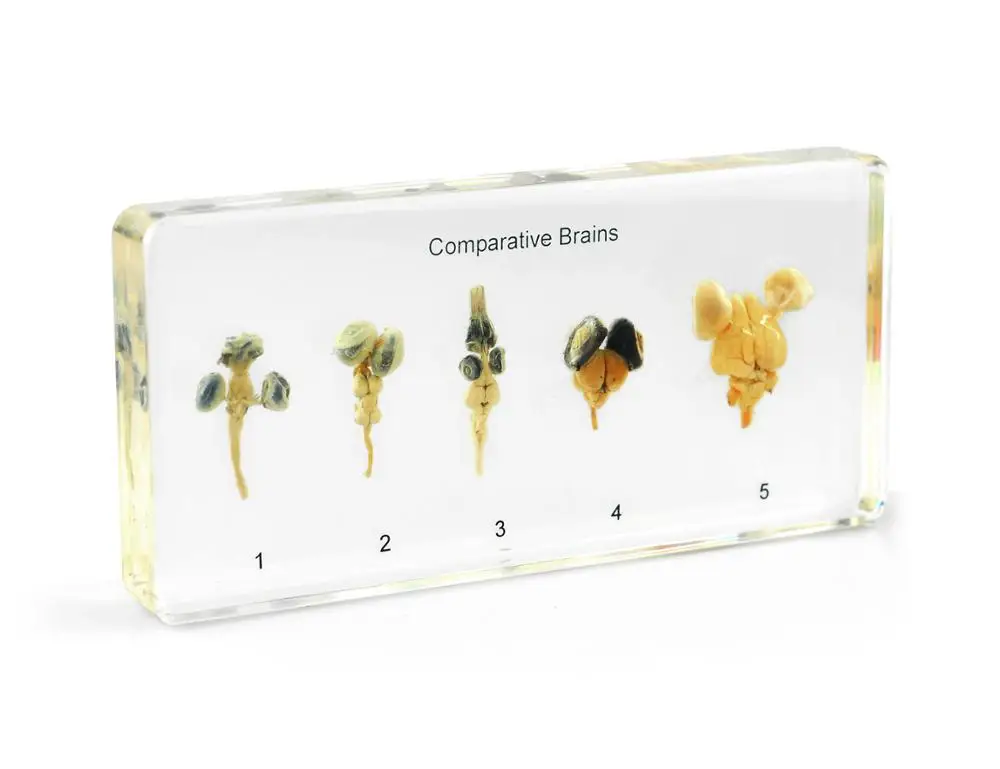 Clear acrylic embedded Fish dissection specimen for biological teaching science