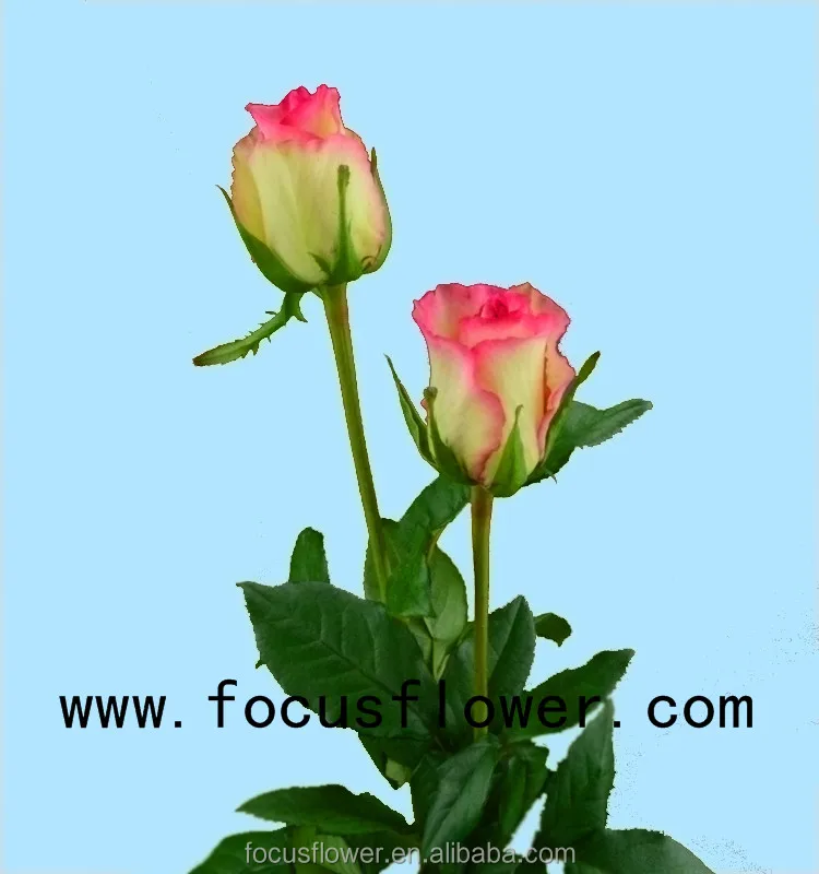 Names of flowers used to decorate high quality fresh cut flowers hopeshow rose from yunnan province