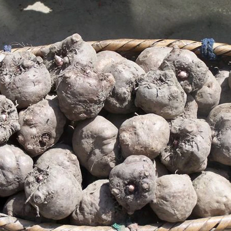 
Reasonable price fast delivery Factory supply top quality Konjac gum flour konjac powder 