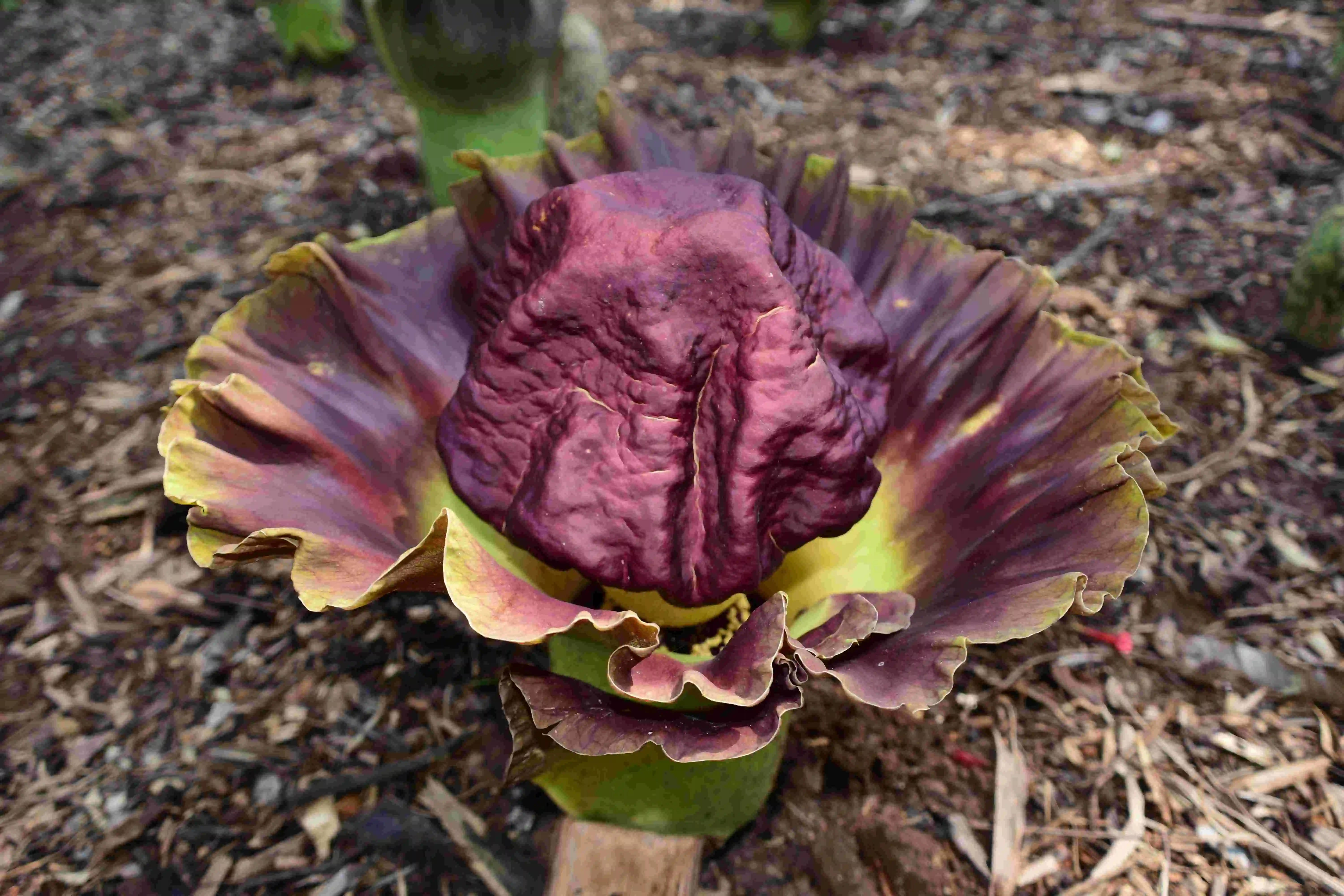 Konjac Dietary Fiber Powder