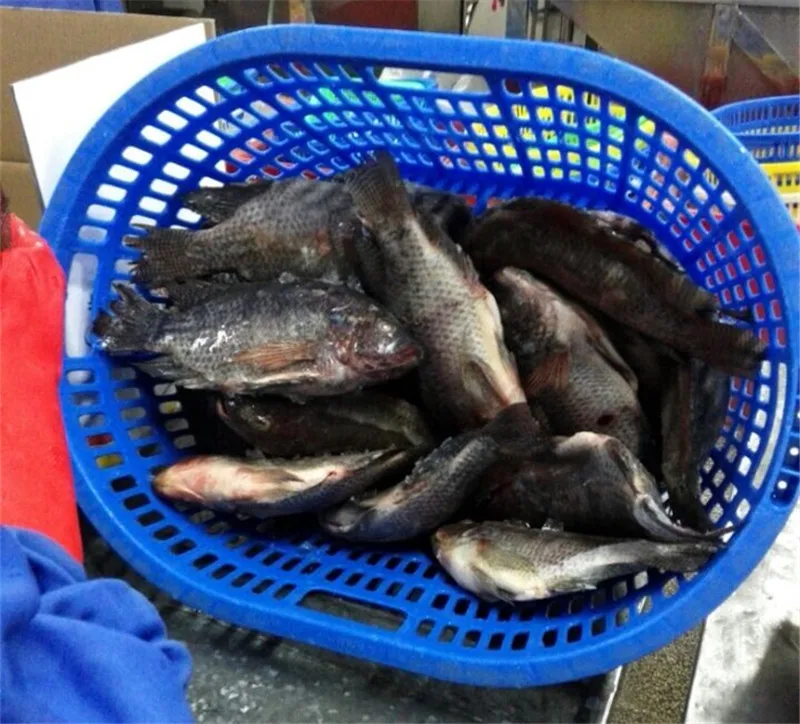 seafood frozen tilapia supplier