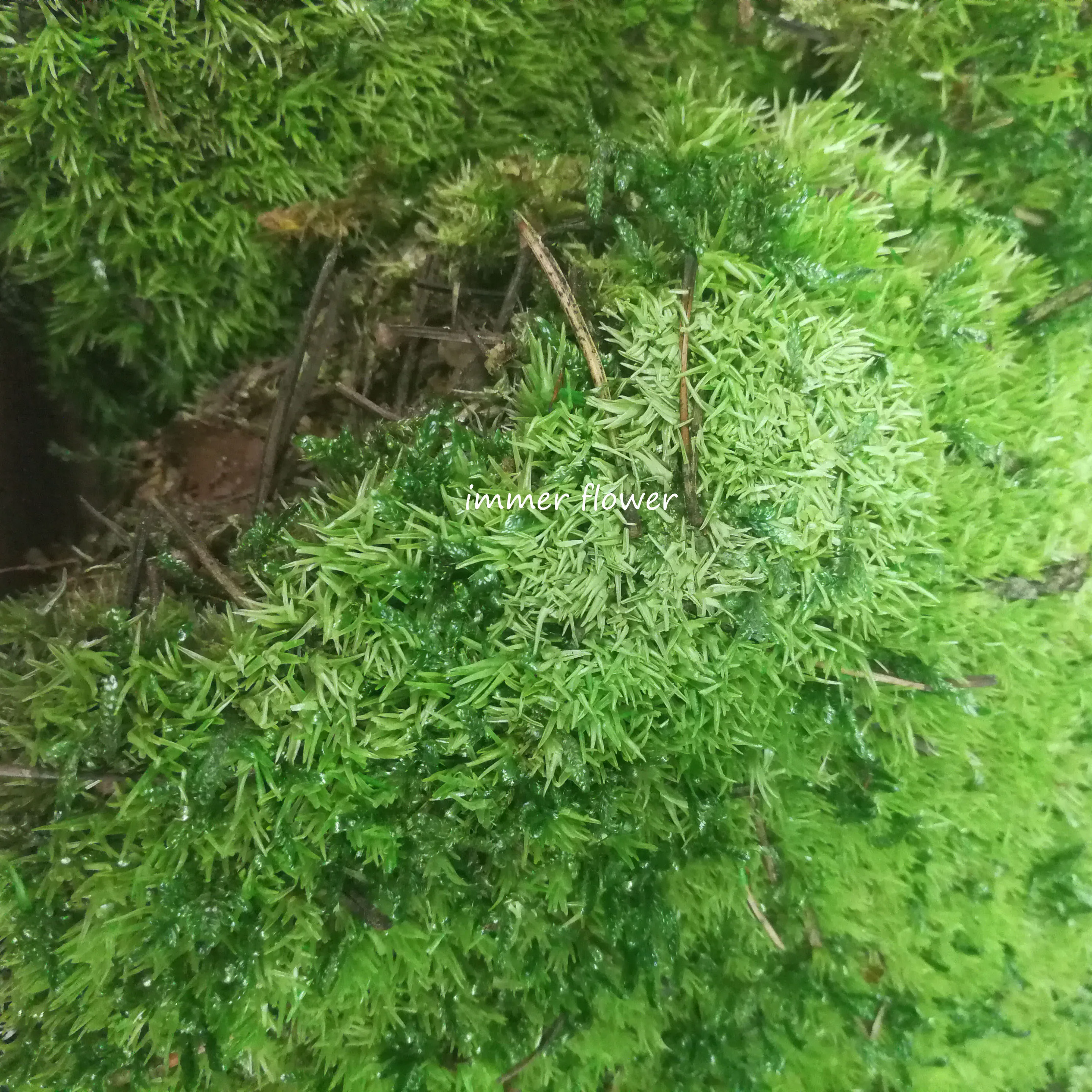 best selling java moss arrangements bouquet flower