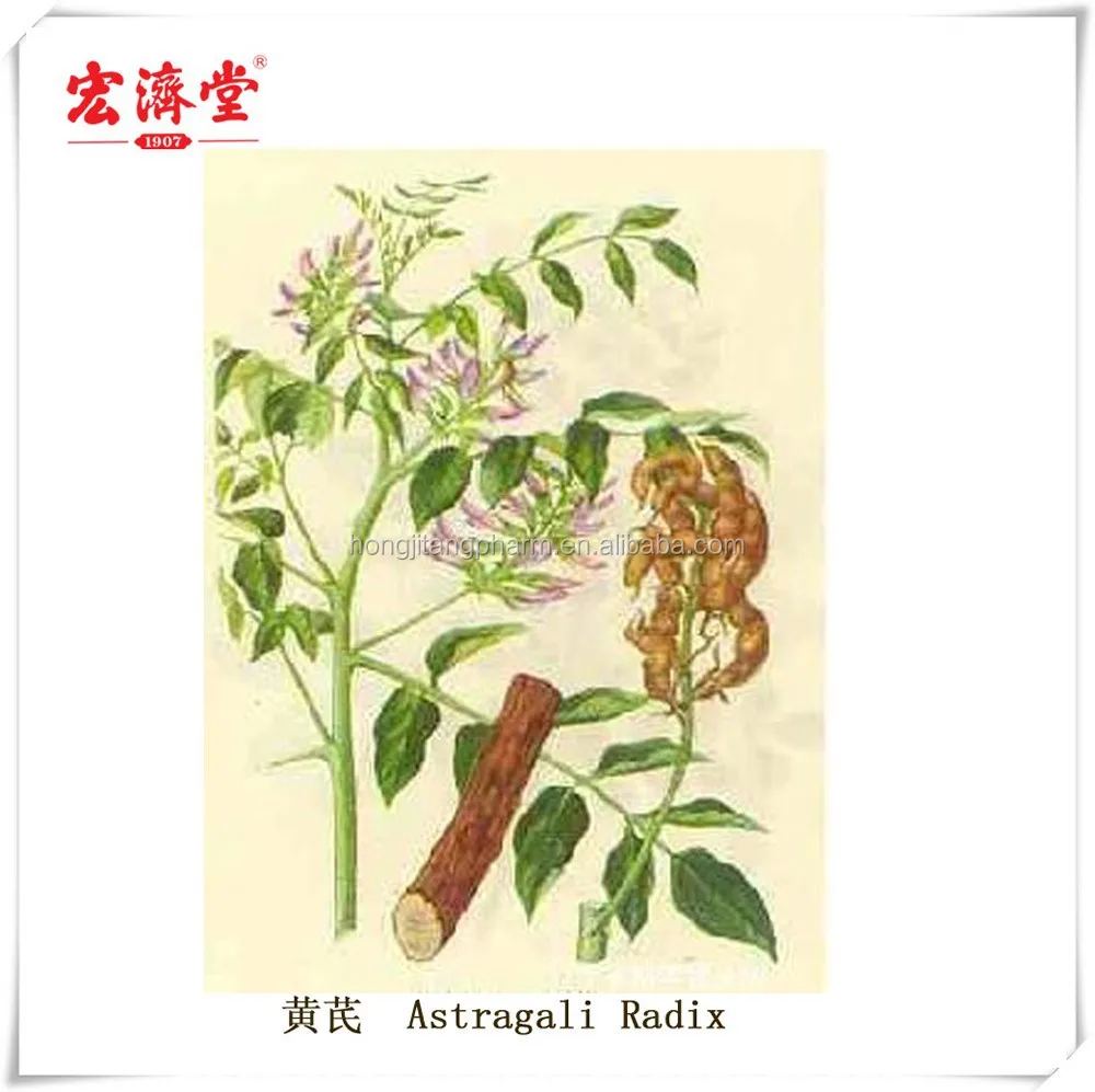 
MILKVETCH ROOT(ASTRAGALI RADIX)-HUANGQI 