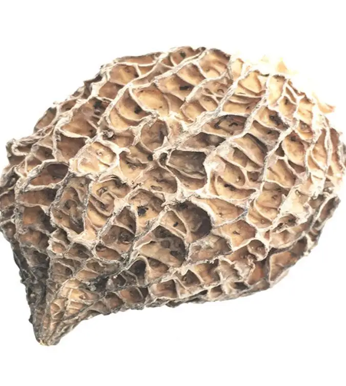 
Food grade 100% pure natural dried Morchella esculenta mushrooms 