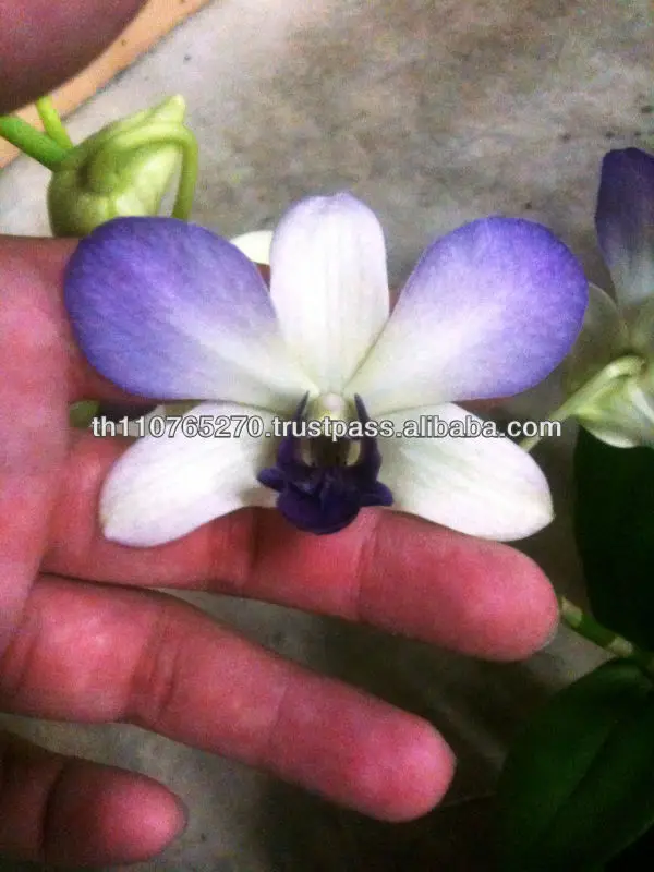 
New Dendrobium BB Orchids, Potted Plants 02 