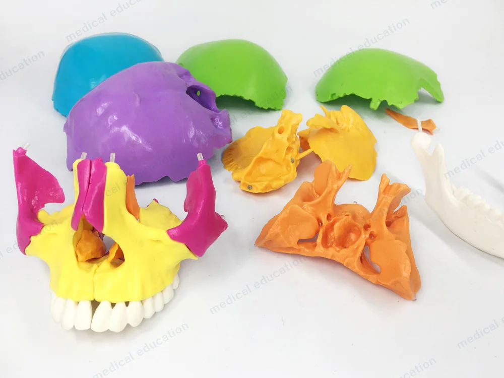 
Human live size 22 parts Beauchene Adult skull model didactically colored exploded skull Didactically Coloured 