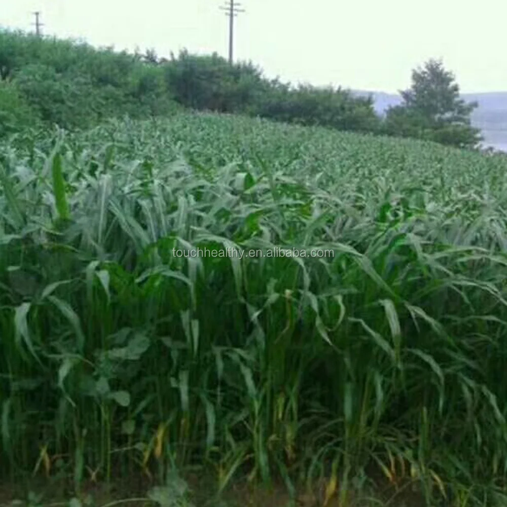 2021 mexicorn corn grass seed forage seedstillers per plant can reach up to more than 100 plants
