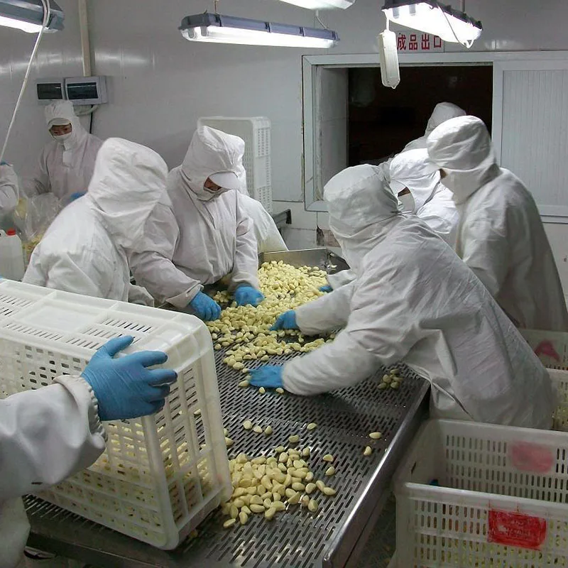 
Factory direct selling Hot sale Fresh Peeled Garlic with vacuumize packing 