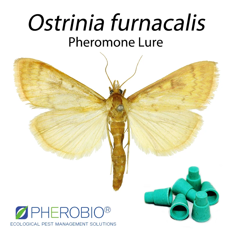 
Asian corn borer Ostrinia furnacalis pheromone lure pheromone trap 