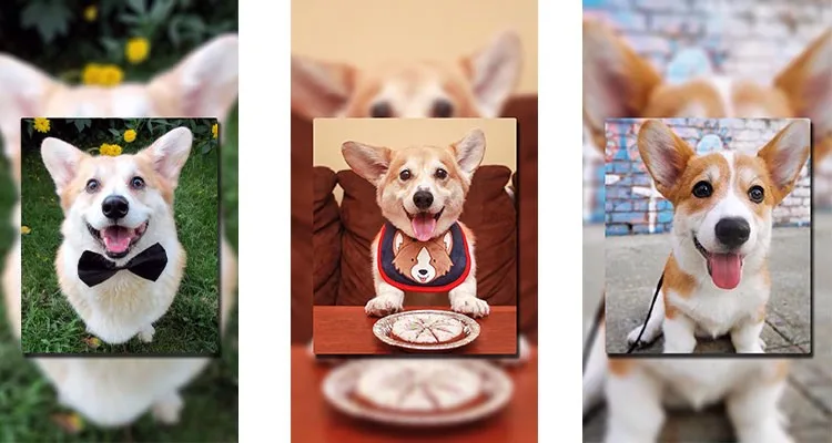 MACY-PAN Big animals veterinary equipment 1.4ATA hyperbaric oxygen chamber