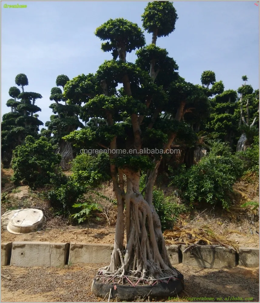 
Фикус microcarpa бонсай в форме деревьев бонсай оригинальный корень бонсай фикус 