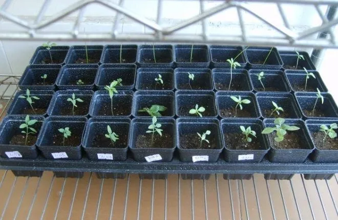 
Plastic Seedling Tray Forming Making Machine 