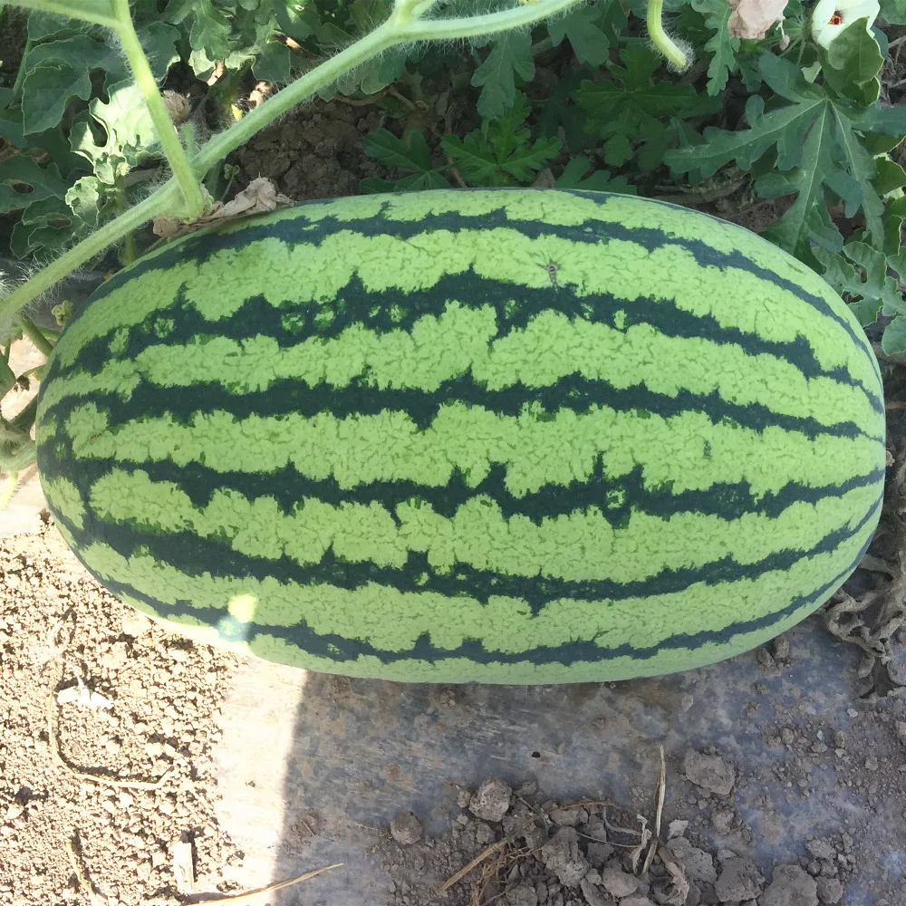 Overlord No.2 Chinese high resistance oval shape watermelon seeds