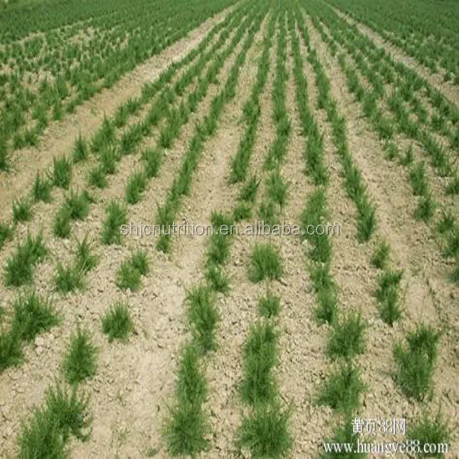 
Natural Dried Rosemary Extract Powder Carnosic Acid for Regulating Fat 