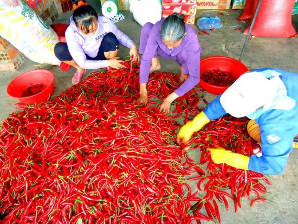 FROZEN CHILI FOR WHOLESALE/ CONTACT