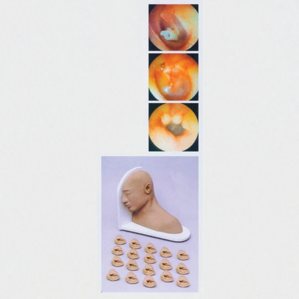 ADA-LV16 human life-size silicon ear model