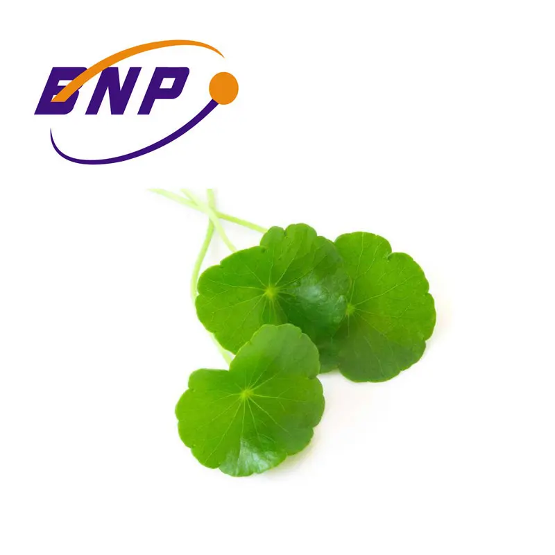 Buy Nature Gotu Kola Herb Extract