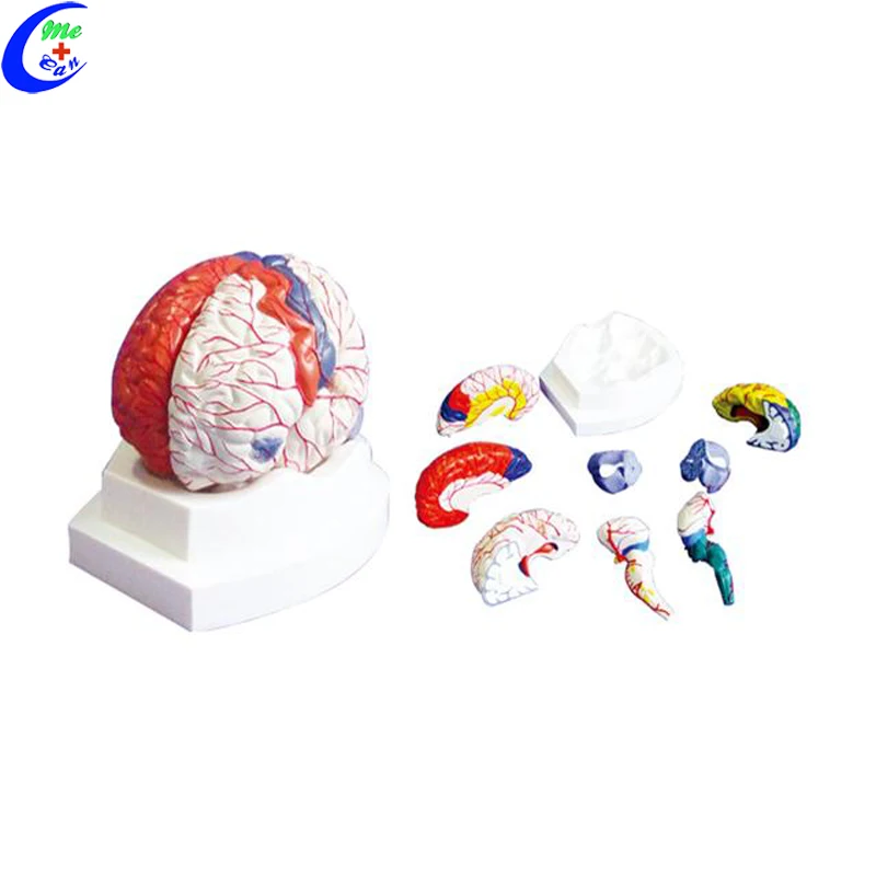  3d-модель человека пластиковый мозг