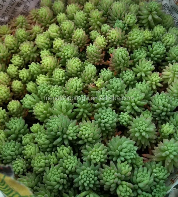 Wholesale nature plant Sedum hispanicum succulent bonsai