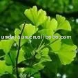 Natural Ginkgo Leaf Extract Powder/ginkgo biloba extract 24/6/ 24.0%Flavones 6.0%lactones