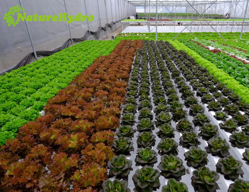
Vertical hydroponics nft pvc pipe nft channel hydroponic gully system for lettuce 