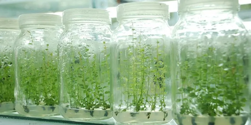 Настоящие растения горячая Распродажа рассады фрукты всесезонные саженцы для культивирования тканей черники