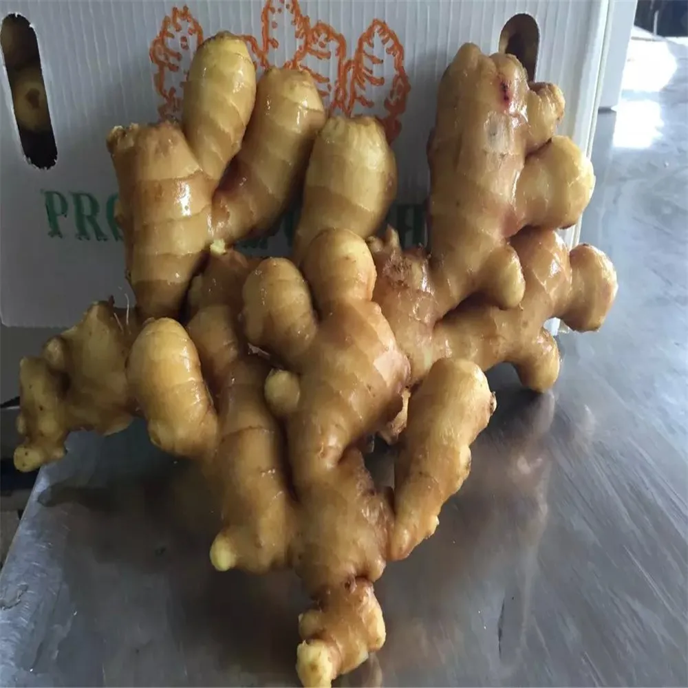 
High quality fresh ginger factory exporter 