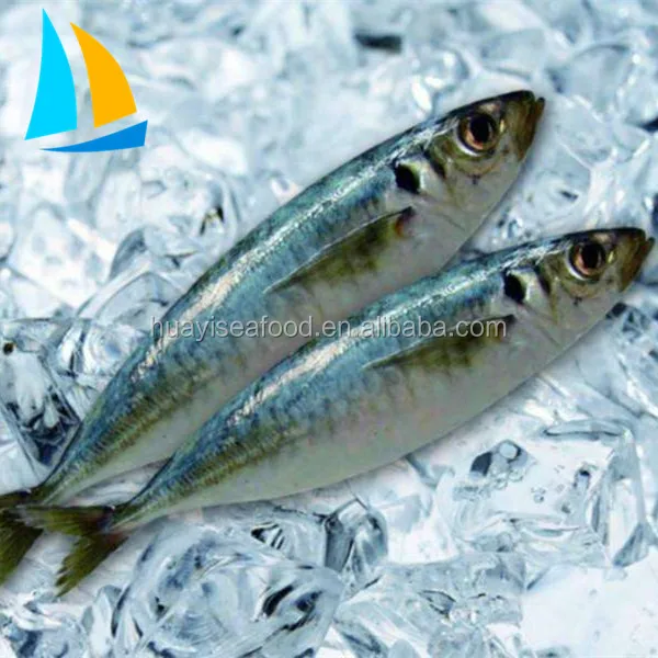 freeze dried fish whole round sardine fish Frozen Sardine