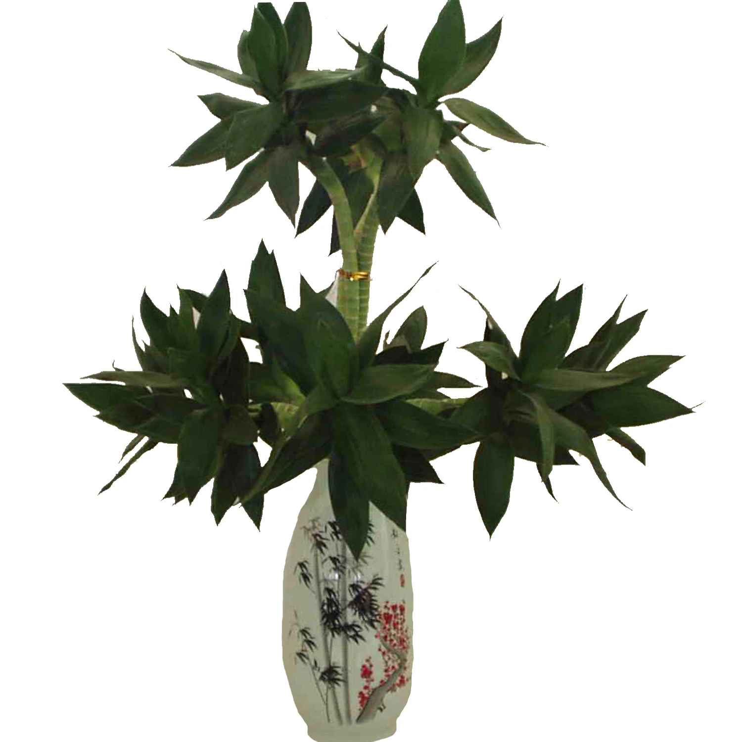lucky bamboo live plant  plants 50cm-100cm  lotus lucky bamboo plant with leaves
