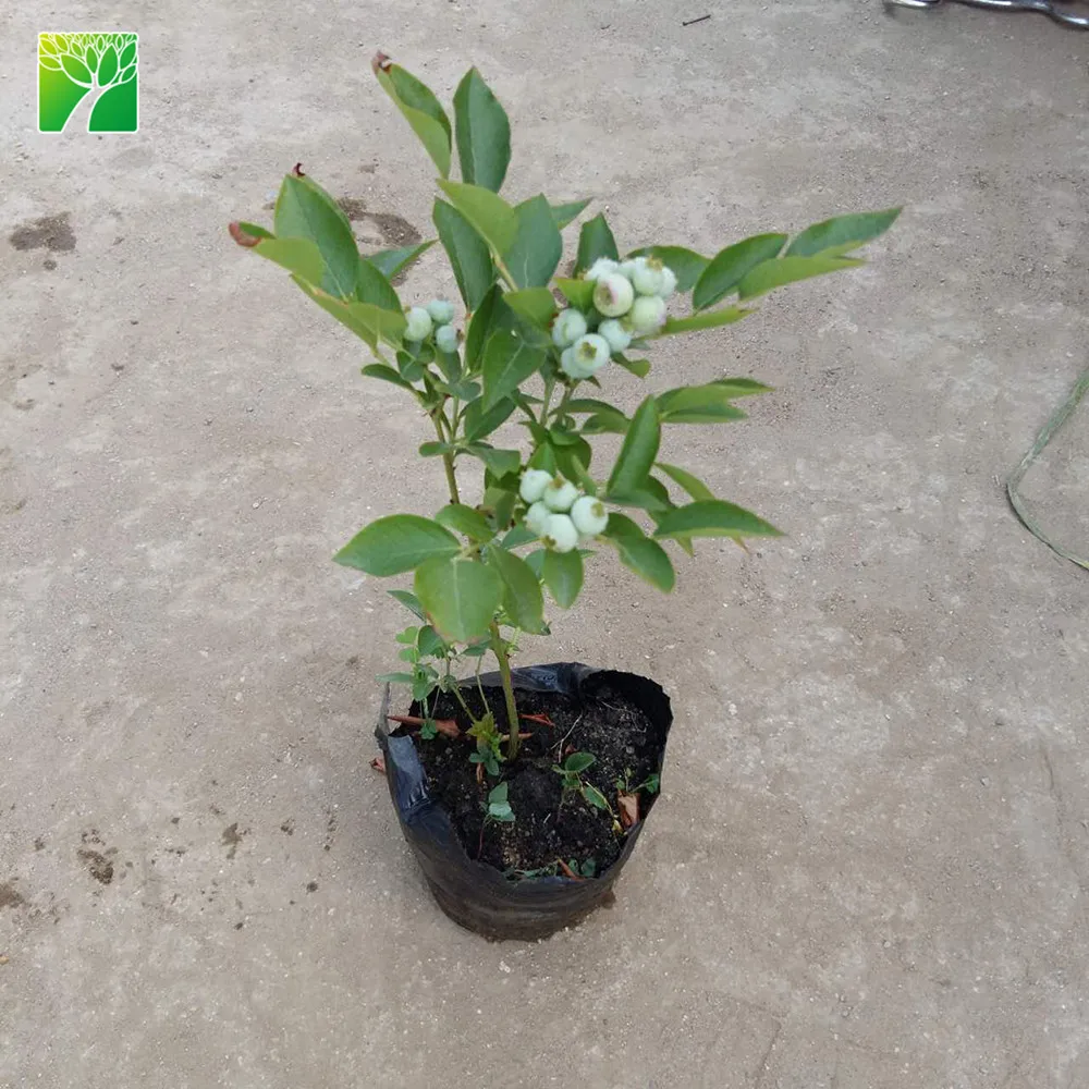 Лидер продаж, Черничное фруктовое растение 4-5 см длиной, саженцы деревьев, Прививка Spp