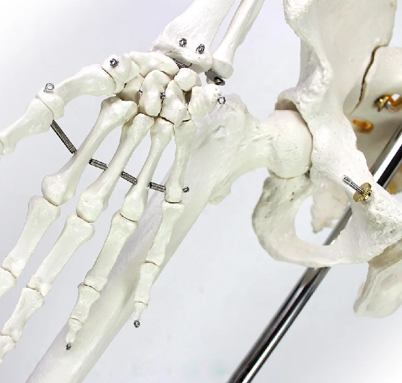 
Human Anatomy Skeleton Model Science Toy Human Skeleton Model 180cm 