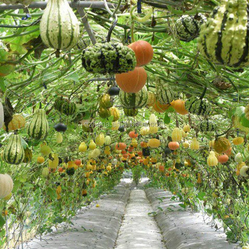 Low cost commercial smart greenhouse fodder hydroponic grow systems for sale