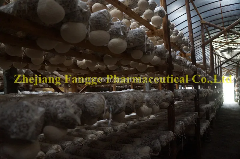 Львиная Грива экстракт гриба (полисахарид)