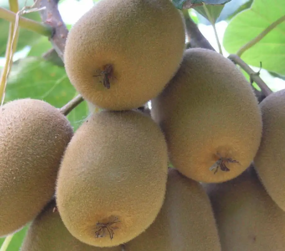 500g Top quality high yield red meat Kiwi Fruit Seeds for food