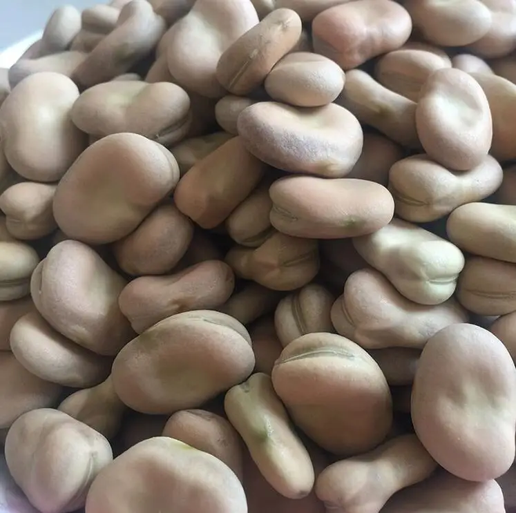 
2018 crop Dried Broad Beans / Fava Beans 40-60 60-70 70-80 pcs/100g 