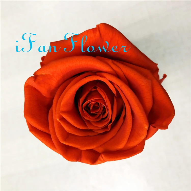 iFan Flower Japan factory preserved rose flower