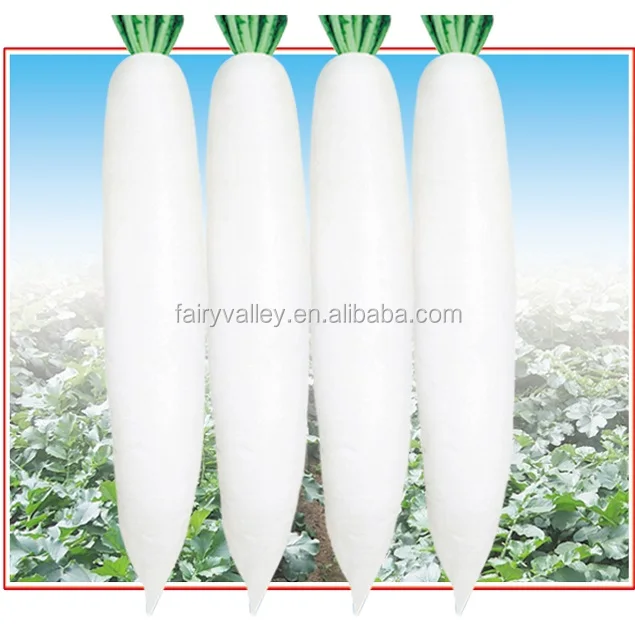 Hybrid high yield F1 radish seeds For Growing-YR Wander