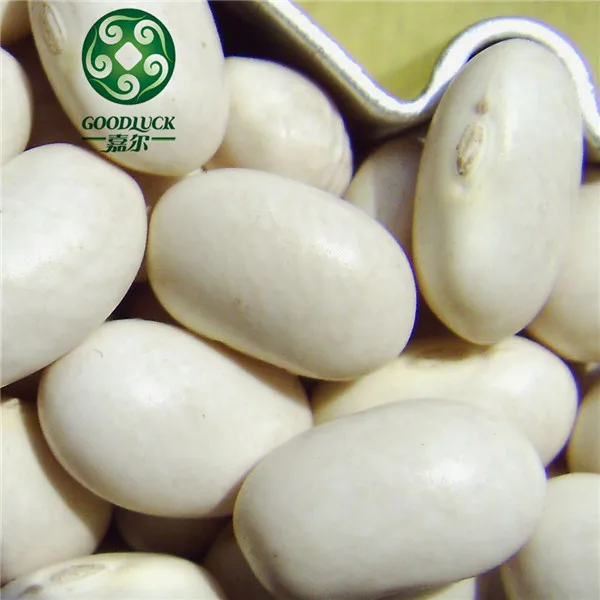 China HPS Polished Large White Alubia Kidney Beans Price
