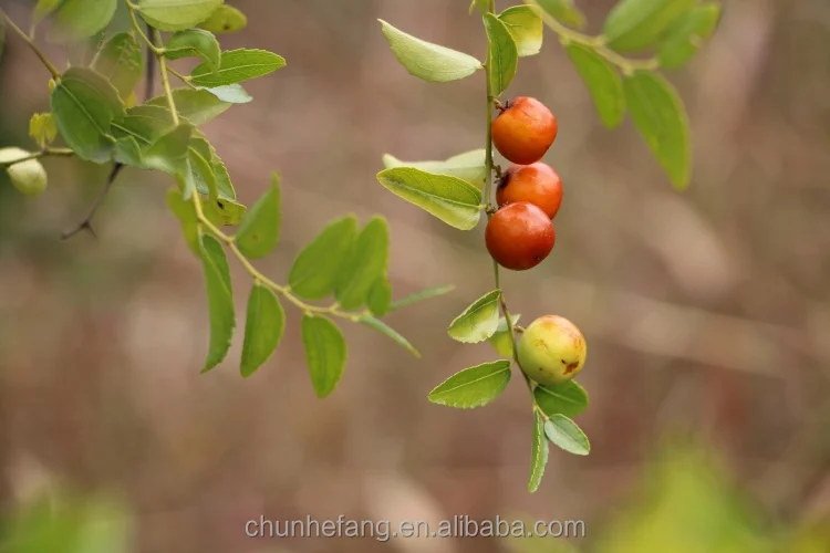 Dried Fruit Chinese Red Dates Jujube