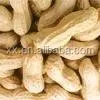Raw Peanuts in Shell/Groundnuts in Shell for sell