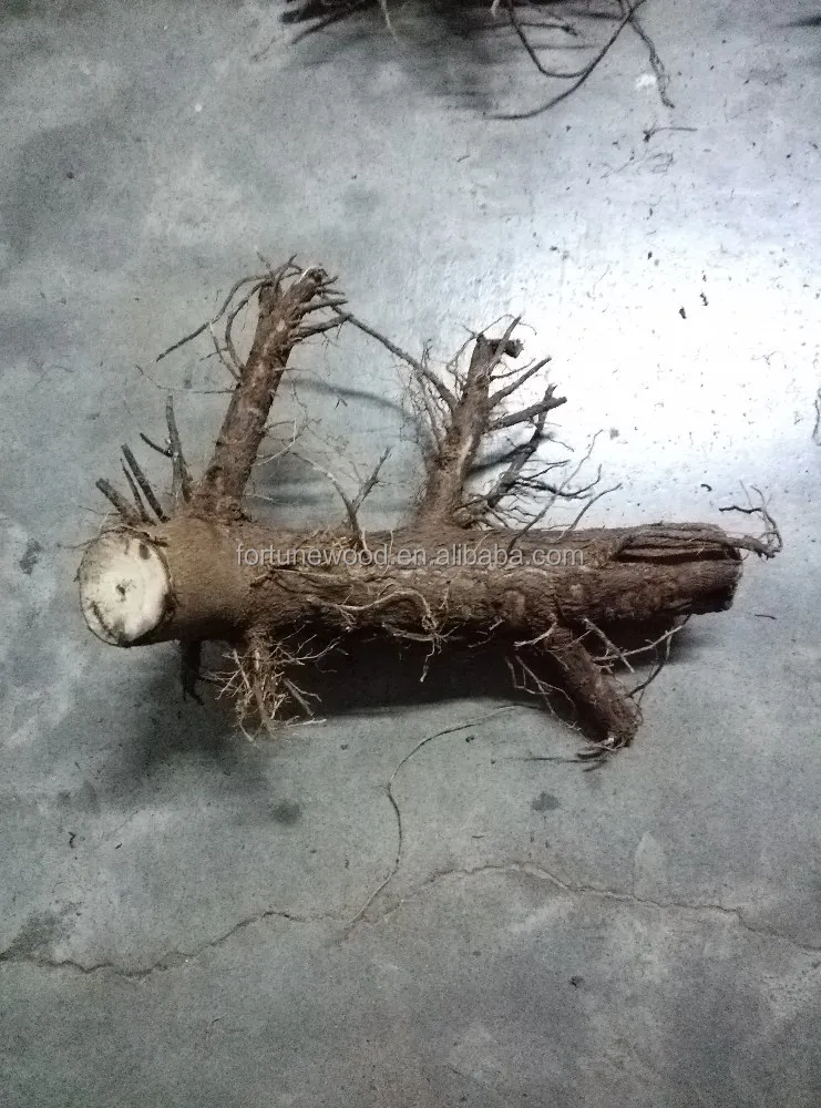 99% germination rate Paulownia Elongata roots cutting