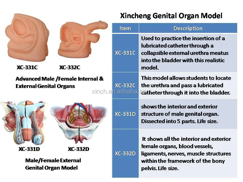 Medical Anatomical Penis Dildos Models