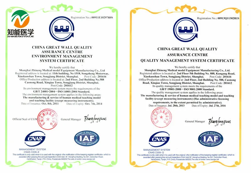 Four-step Palpation, Anal Check, Vagina Examination Training Model