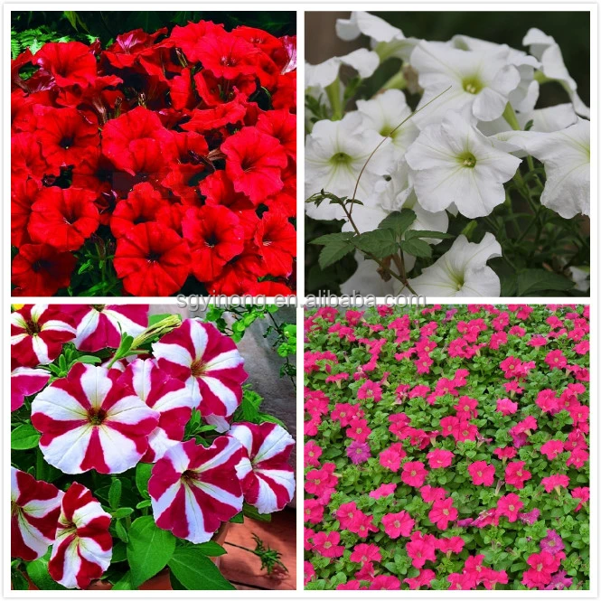 
High disease resistant hybrid f1 petunia seed flower seeds for planting 
