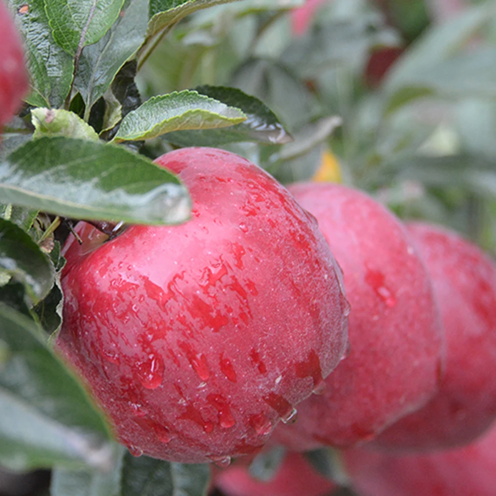 
Royal Gala Apples Granny Smith Apples Red Delicious/Stark/Red Chief Apples Fuji apples Origin CHINA 
