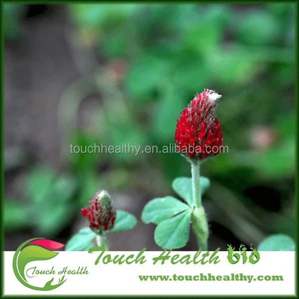 2021 Tincarnatum /Trifolium incarnatum seeds/forage grass seeds
