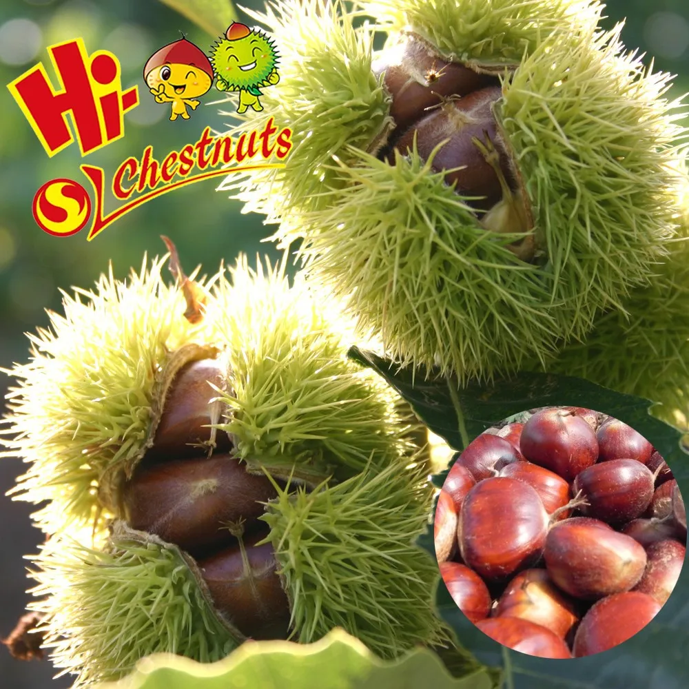 Sweet Raw fresh chestnut for sale---- bulk fresh raw chestnut
